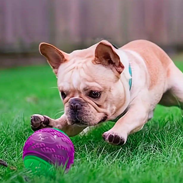 Balle pour chien